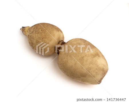 Fresh lotus root Fresh lotus root 141736447