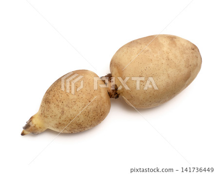 Fresh lotus root Fresh lotus root 141736449