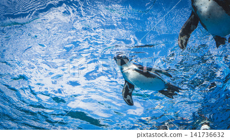 Flying Penguin Flying Penguin 141736632