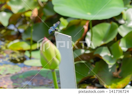 一隻黑色閃亮的豆娘棲息在荷花池上。 一隻黑色閃亮的豆娘棲息在荷花池上。 141736724