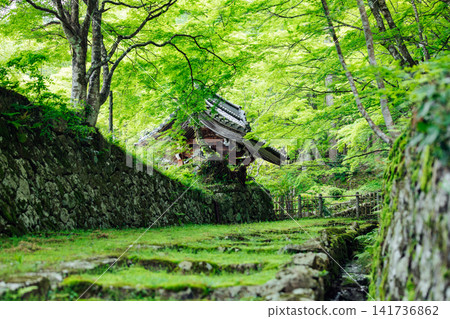 [滋賀縣東近江市] 百齋寺：苔蘚覆蓋的大門和新鮮的綠植，景色令人驚嘆。 141736862