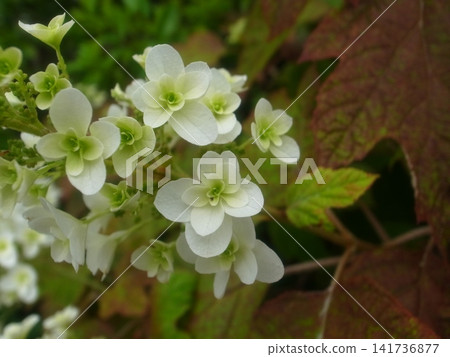 Kashiwaba繡球花 141736877