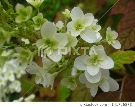 Kashiwaba繡球花 Kashiwaba繡球花 141736878