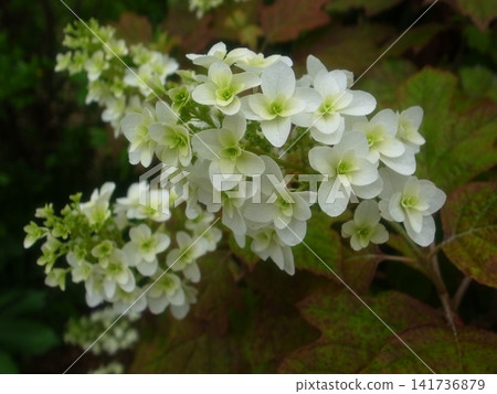 Kashiwaba繡球花 141736879