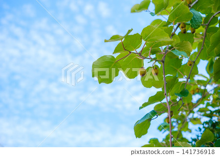 湛藍的天空和開始結果的獼猴桃樹：初秋果園的景象，雲朵繚繞。 141736918