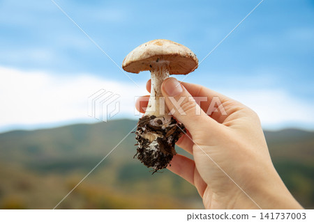 Hand presents freshly picked mushroom with soil against backdrop of mountains Hand presents freshly picked mushroom with soil against backdrop of mountains 141737003