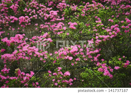 A vibrant pink azalea in full bloom (background image) A vibrant pink azalea in full bloom (background image) 141737187