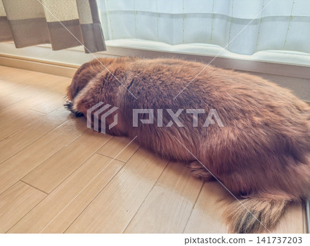 一隻迷你臘腸犬在硬木地板上睡得很香。 一隻迷你臘腸犬在硬木地板上睡得很香。 141737203