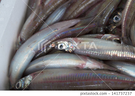 附近海域捕撈的新鮮沙丁魚會在漁港進行拍賣。 附近海域捕撈的新鮮沙丁魚會在漁港進行拍賣。 141737237