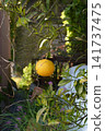 Citrus fruits that grow on trees 141737475