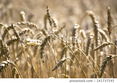 Golden Wheat Field Close-Up With Ripe Ears and Sunlit Harvest Stalks in Rural Summer Landscape Golden Wheat Field Close-Up With Ripe Ears and Sunlit Harvest Stalks in Rural Summer Landscape 141737545