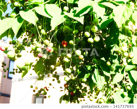 The fruits of the spindle tree found in a residential area of Morioka City, Iwate Prefecture, are already turning red. The fruits of the spindle tree found in a residential area of Morioka City, Iwate Prefecture, are already turning red. 141737693