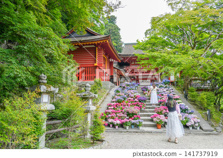 Women taking pictures on the hydrangea-lined steps in front of the gate of Tanzan Shrine in Sakurai City, Nara Prefecture. Women taking pictures on the hydrangea-lined steps in front of the gate of Tanzan Shrine in Sakurai City, Nara Prefecture. 141737919