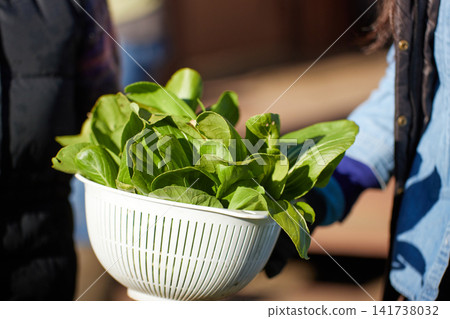 Two women harvesting winter vegetables Two women harvesting winter vegetables 141738032