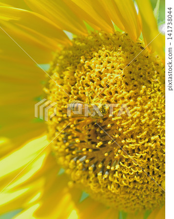 Macro photography of a honeybee collecting sunflower pollen: A summer pollination scene. Macro photography of a honeybee collecting sunflower pollen: A summer pollination scene. 141738044