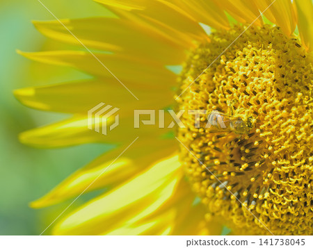 蜜蜂採集向日葵花粉的微距攝影：夏季授粉場景。 141738045