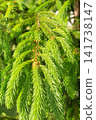 Hanging spruce branches with fresh spring growth and green needles 141738147