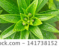 Top view of unopened lily flower buds with fresh raindrops on green leaves in a garden 141738152