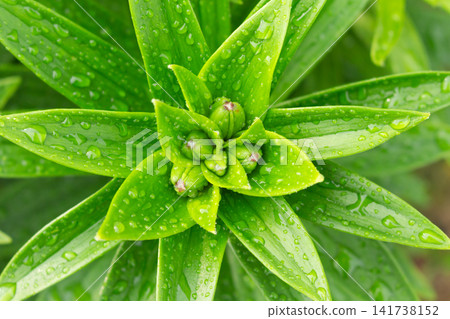 Top view of unopened lily flower buds with fresh raindrops on green leaves in a garden Top view of unopened lily flower buds with fresh raindrops on green leaves in a garden 141738152