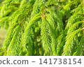 Closeup of fresh hanging spruce branches with soft green spring foliage 141738154