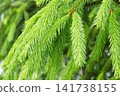 Fresh spruce branches covered with raindrops after spring rain 141738155