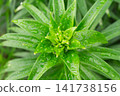 Top view of unopened lily flower buds surrounded by rain covered green leaves 141738156