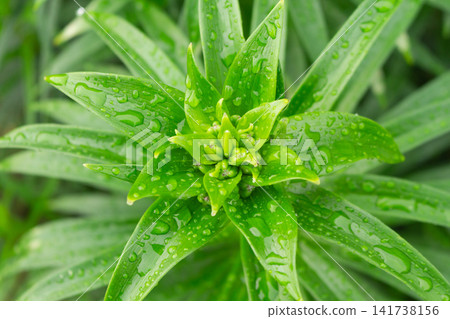 Top view of unopened lily flower buds surrounded by rain covered green leaves Top view of unopened lily flower buds surrounded by rain covered green leaves 141738156