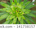 Close-up of unopened lily flower buds with raindrops on glossy green foliage 141738157