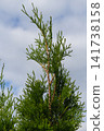 Top of green thuja tree with fresh evergreen foliage against cloudy sky 141738158