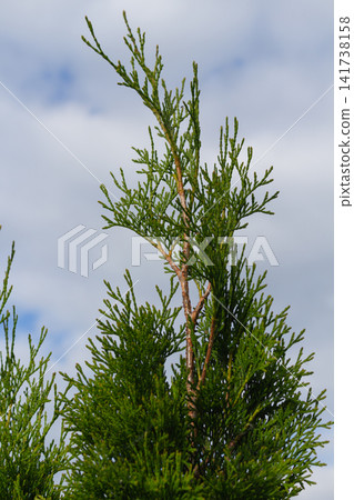 Top of green thuja tree with fresh evergreen foliage against cloudy sky Top of green thuja tree with fresh evergreen foliage against cloudy sky 141738158