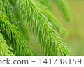 Closeup of fresh spruce needles with water droplets after rainfall 141738159