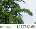 Spruce branch with raindrops on green needles against cloudy sky 141738160