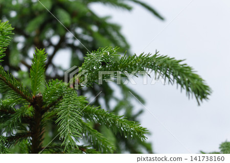 Spruce branch with raindrops on green needles against cloudy sky Spruce branch with raindrops on green needles against cloudy sky 141738160