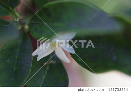 金橘花特寫 金橘花特寫 141738224