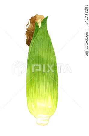 Corn with husks (leaves) still attached - Hand-drawn watercolor illustration of a summer vegetable. Corn with husks (leaves) still attached - Hand-drawn watercolor illustration of a summer vegetable. 141738295