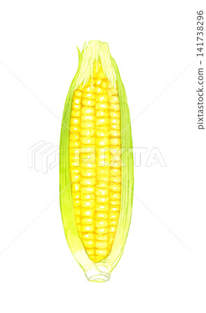 Yellow corn - Hand-drawn watercolor illustration of summer vegetables Yellow corn - Hand-drawn watercolor illustration of summer vegetables 141738296