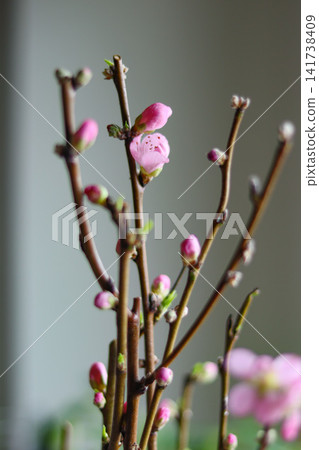 櫻桃芽 櫻桃芽 141738409