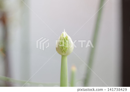 Negibozu Negibozu 141738429