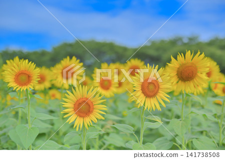 A summer scene of a sunflower field in full bloom against a vibrant blue sky. A summer scene of a sunflower field in full bloom against a vibrant blue sky. 141738508