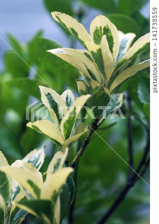 Leaves of variegated Euonymus japonicus 141738559