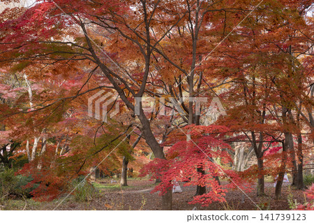 Autumn leaves of maple Autumn leaves of maple 141739123