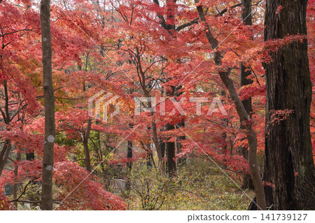 Autumn leaves of maple Autumn leaves of maple 141739127