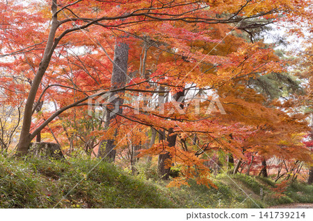 Autumn leaves of maple Autumn leaves of maple 141739214