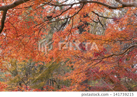 Autumn leaves of maple Autumn leaves of maple 141739215