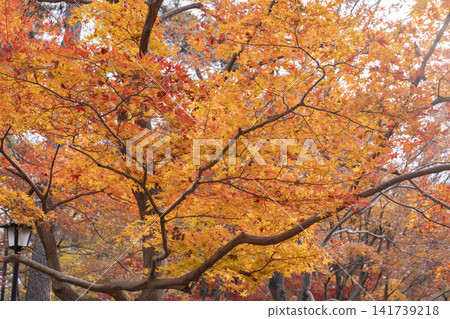 Autumn leaves of maple Autumn leaves of maple 141739218