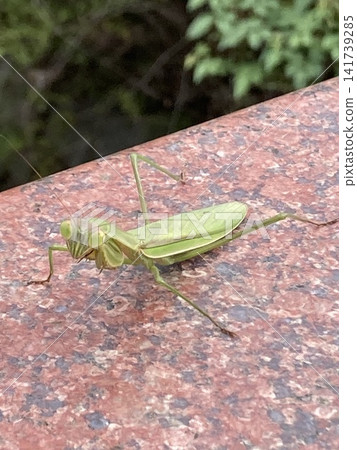 A green praying mantis standing on a bridge A green praying mantis standing on a bridge 141739285
