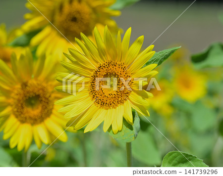 盛開的向日葵:夏日花田的景象。 盛開的向日葵:夏日花田的景象。 141739296