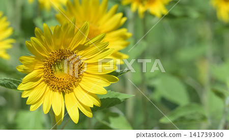 盛開的向日葵:夏日花田的景象。 盛開的向日葵:夏日花田的景象。 141739300