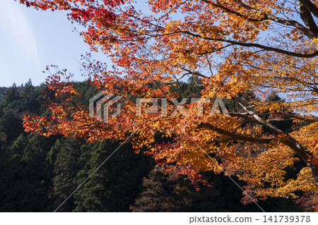 Autumn leaves of Kamakoko 141739378