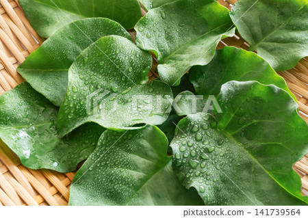 Okawakame (a type of seaweed), Yunnan Baiyao (a type of herbal medicine). Okawakame (a type of seaweed), Yunnan Baiyao (a type of herbal medicine). 141739564